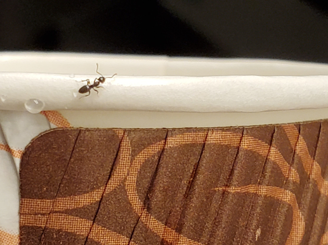 Lewis River Inn主图