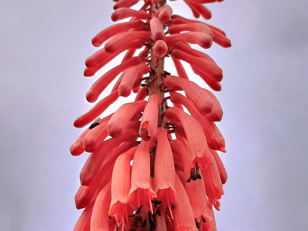 Kitulo National Park-Makete必去景点