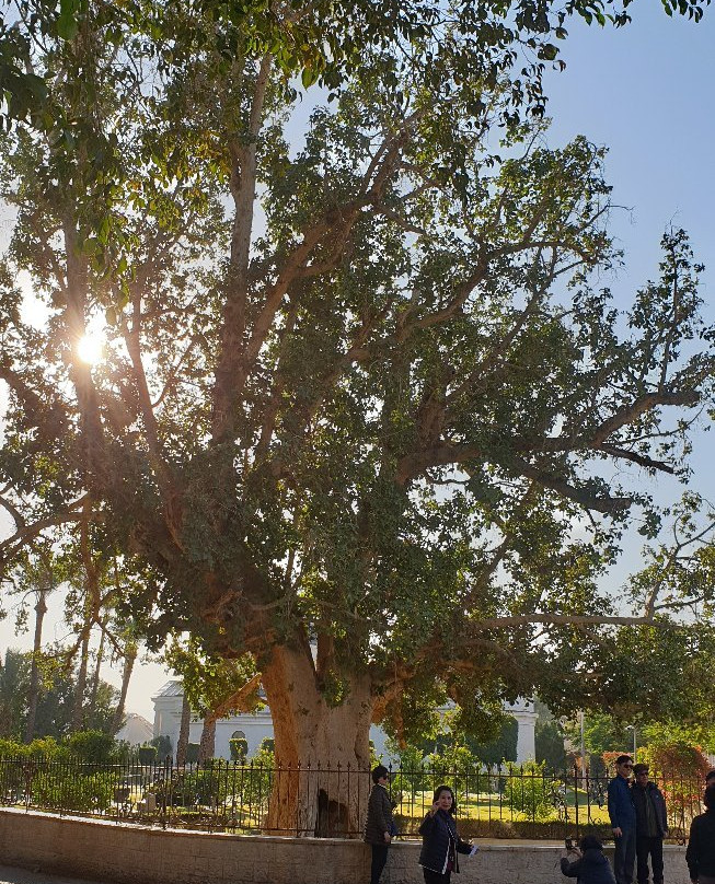 Zaccheus' Tree-Jericho必去景点