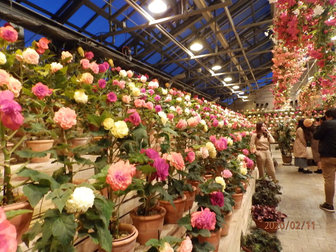 Begonia Garden-桑名市必去景点