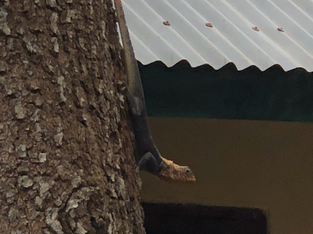 Kambia Africana Village Hotel主图