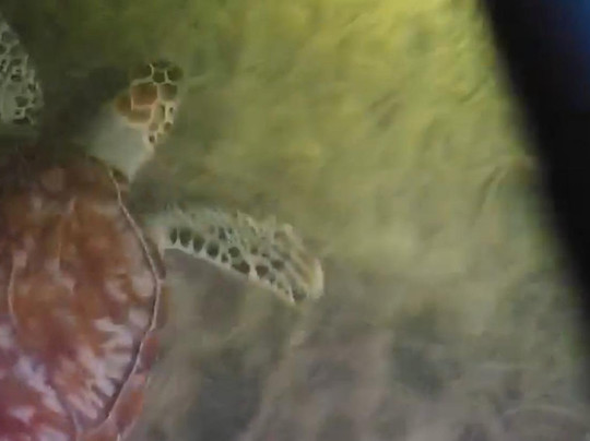 Ibis Bay Paddle Sports-基韦斯特必去景点