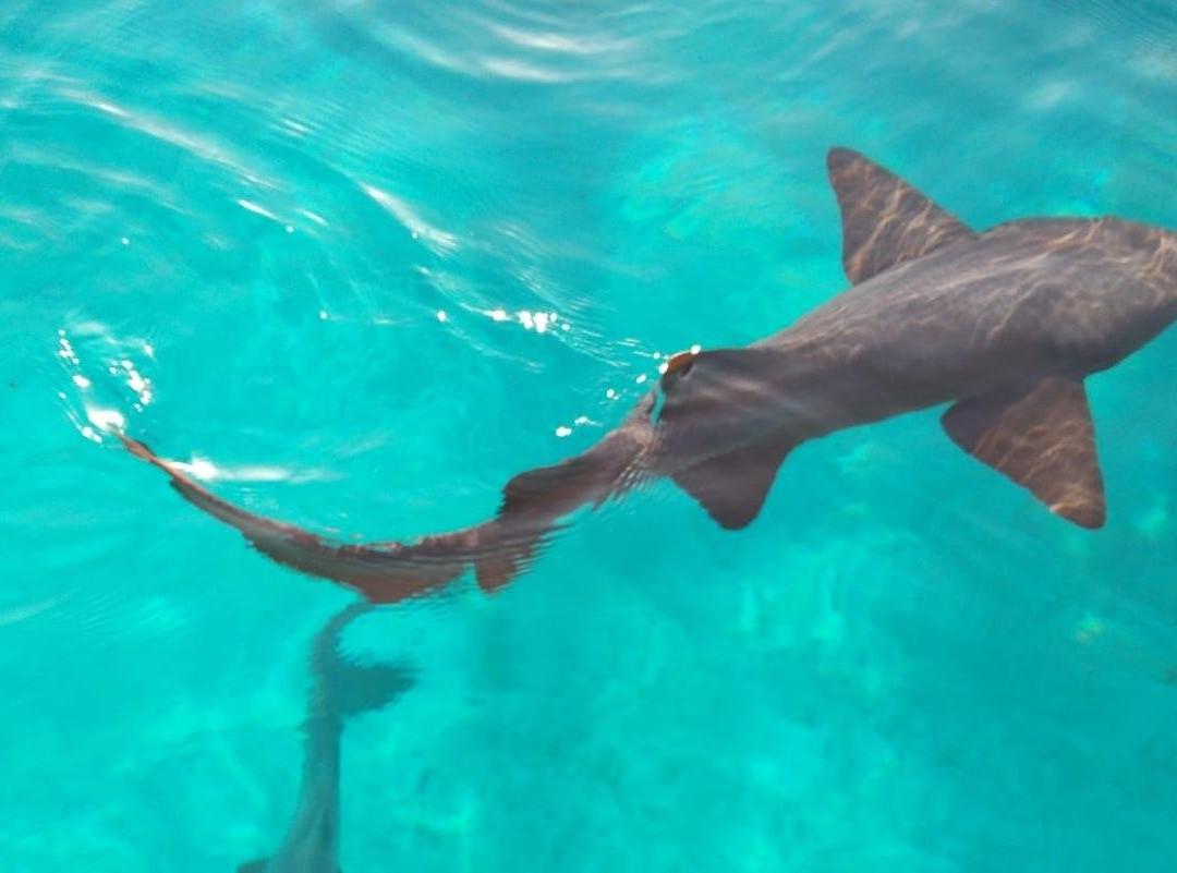 BahamAdventures-拿骚必去景点