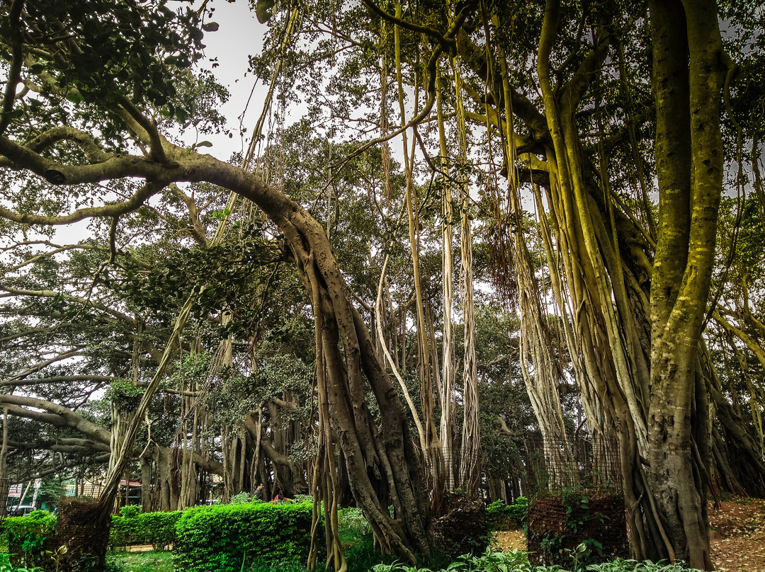 Big Banyan Tree-班加罗尔必去景点