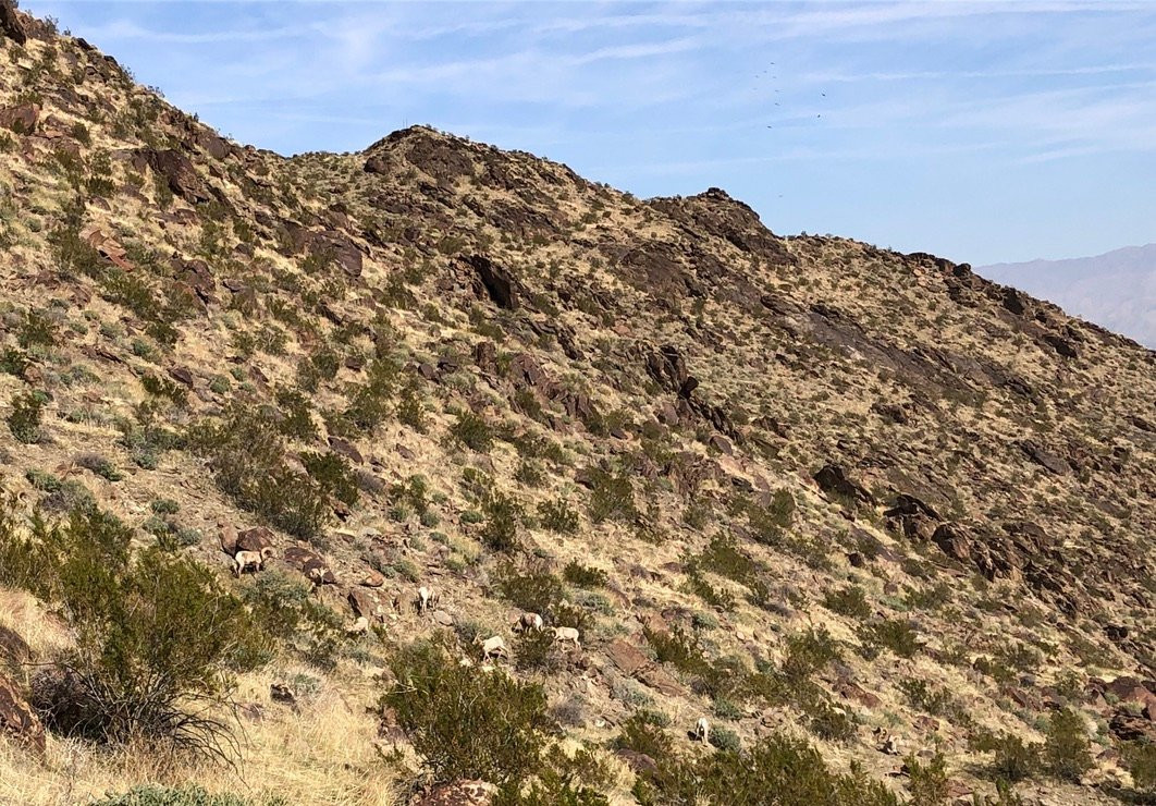 North Lykken Trail-棕榈泉市必去景点