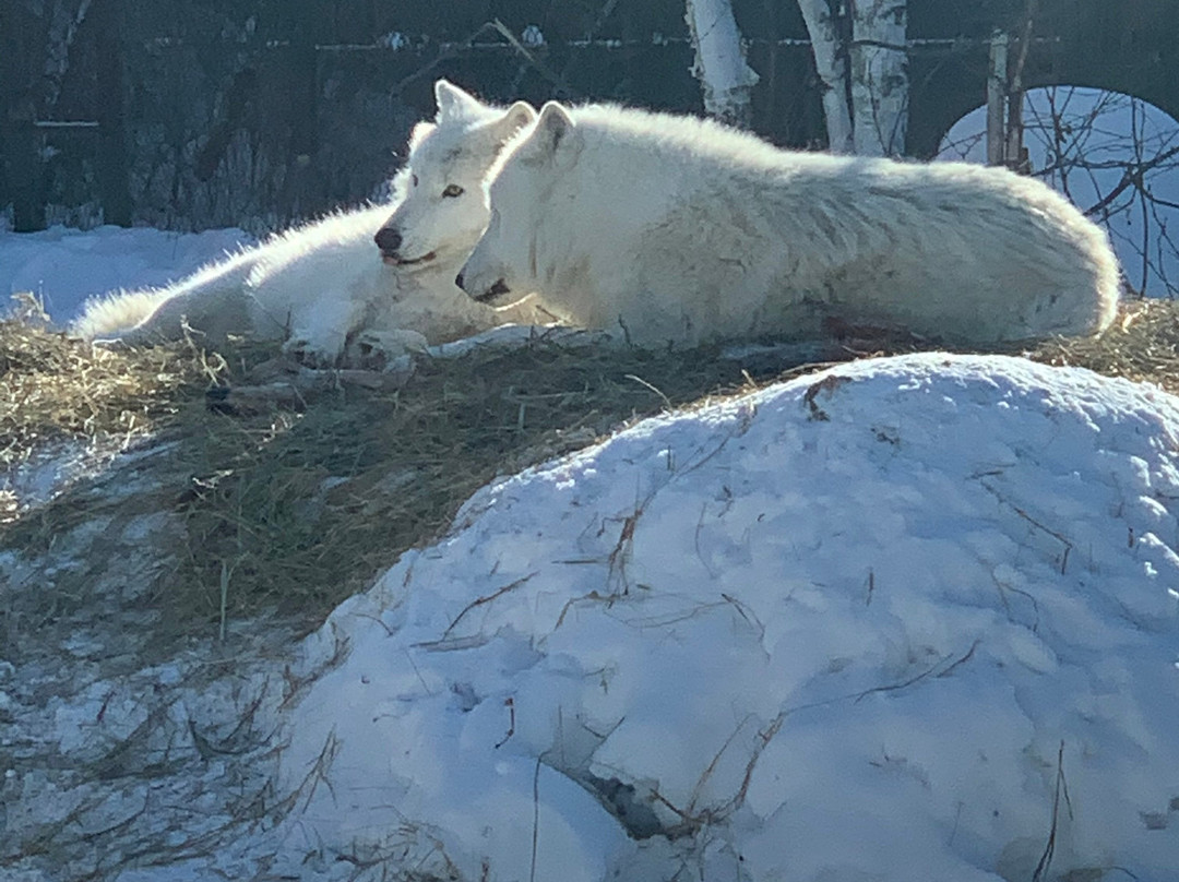 International Wolf Center-伊利必去景点