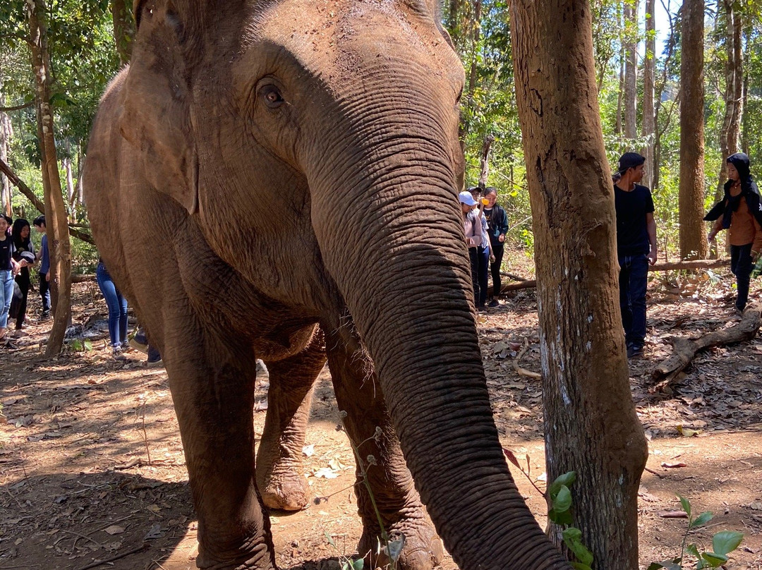 LEAF Cambodia Mondulkiri Elephant & Wildlife Sanctuary景点图片