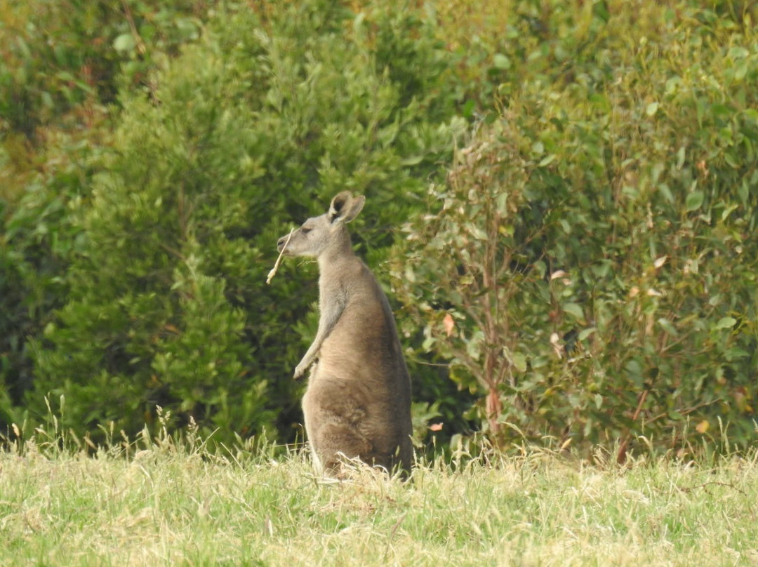 坎尼特河沿岸考拉步行道-坎尼特河必去景点