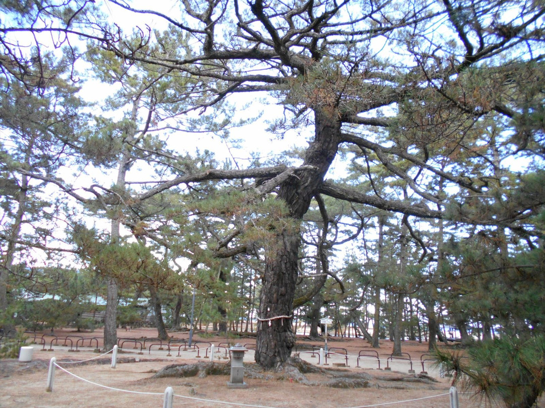 Tsuda Matsubara景点图片