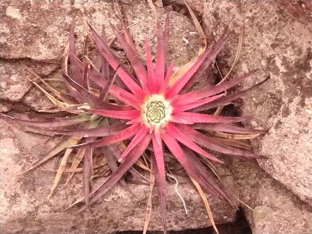 Cachoeira das Andorinhas-Mucuge必去景点