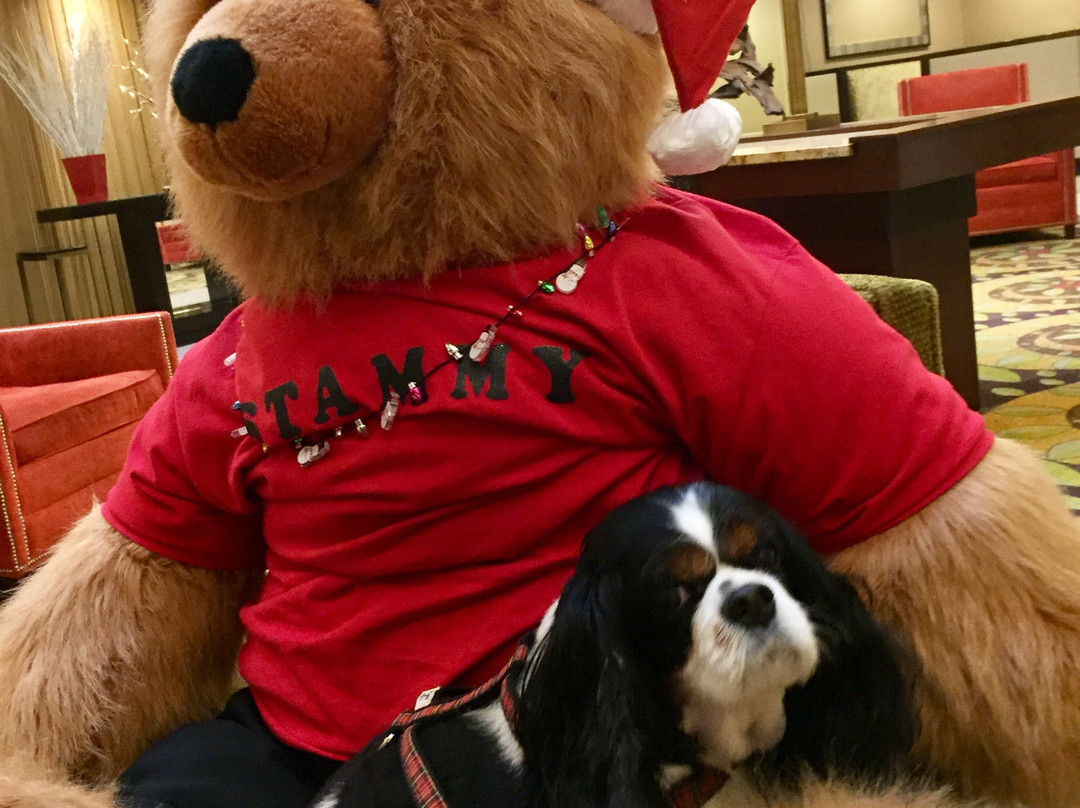 Stamford Marriott Hotel & Spa主图