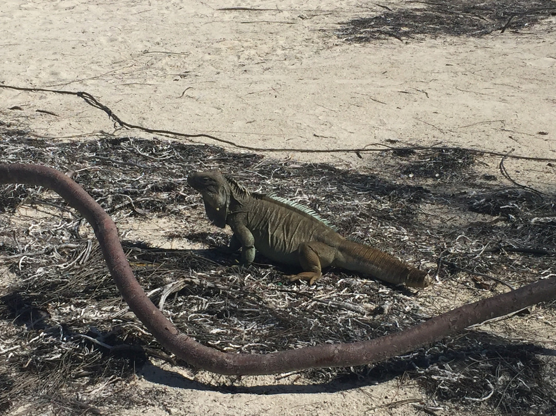 Little Water Cay-普罗维登西亚莱斯必去景点