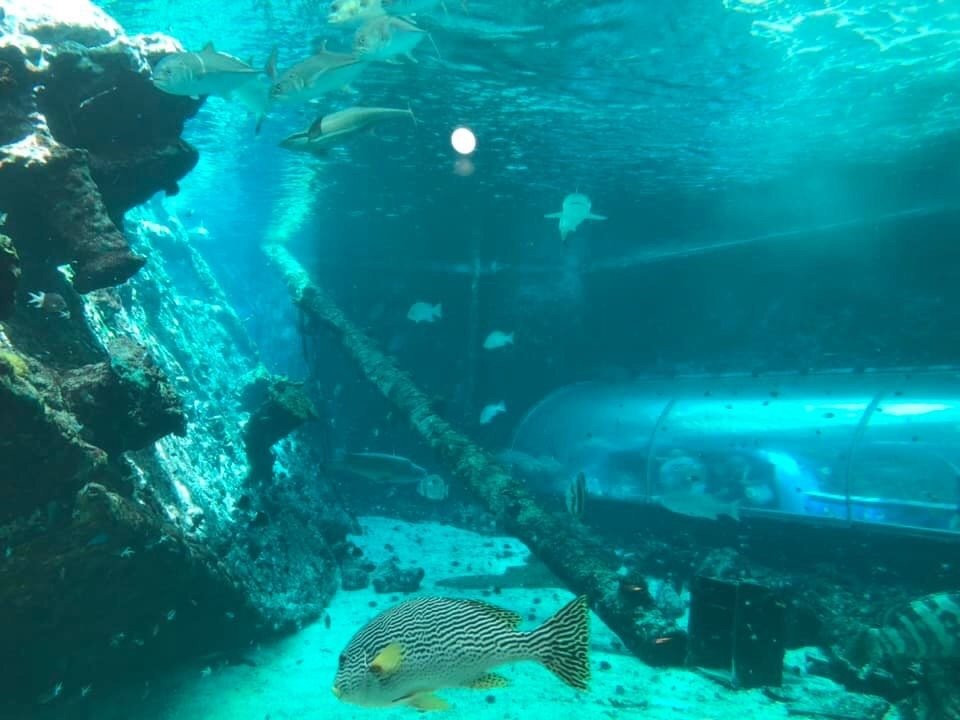 Great Barrier Reef Aquarium-汤斯维尔必去景点