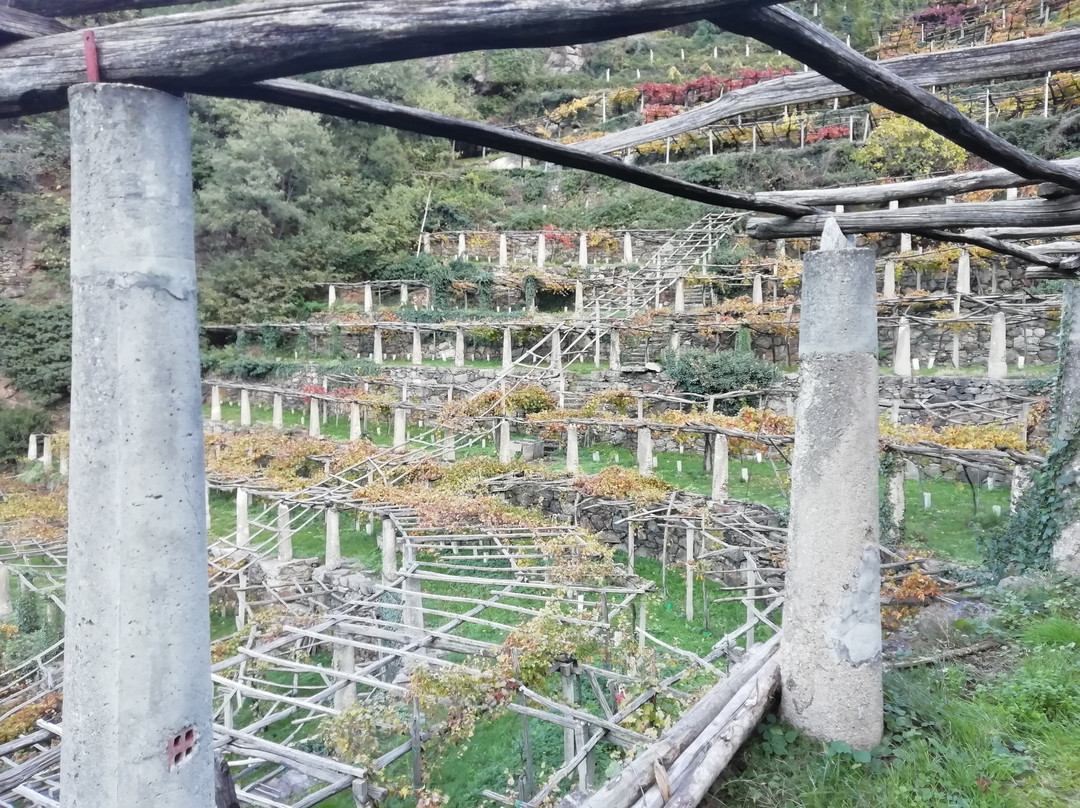 Cantina Produttori Nebbiolo di Carema景点图片