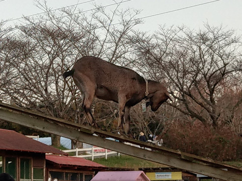 Mori no Makiba Auto Campsite-袖浦市必去景点