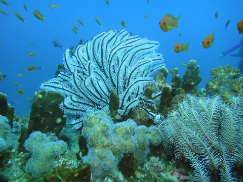 RU-DIVING Dive Center-拉威必去景点