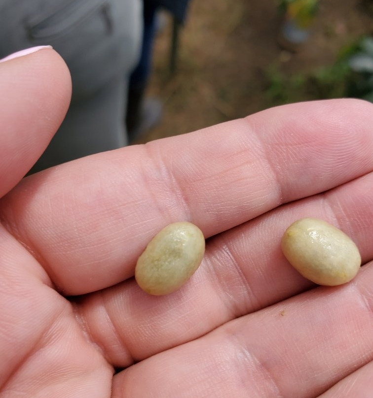 Colombia Coffee Tour-麦德林必去景点