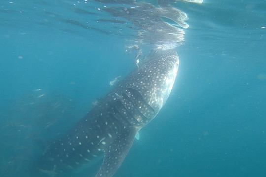 Sunrider Adventure Tours-拉巴斯必去景点