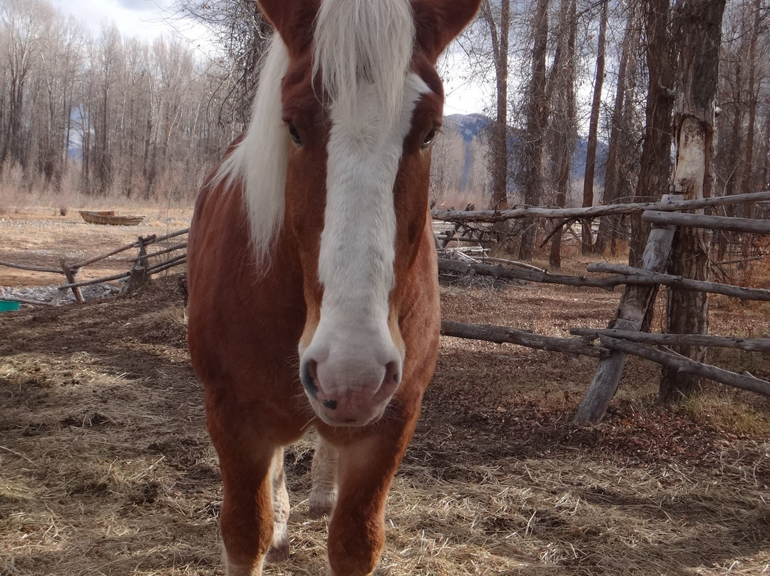 Jackson Hole Vintage Adventures-威尔逊必去景点