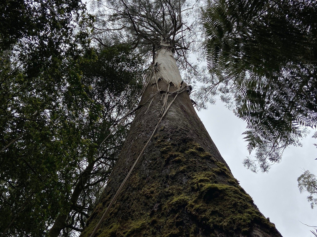 Tarra Bulga National Park景点图片