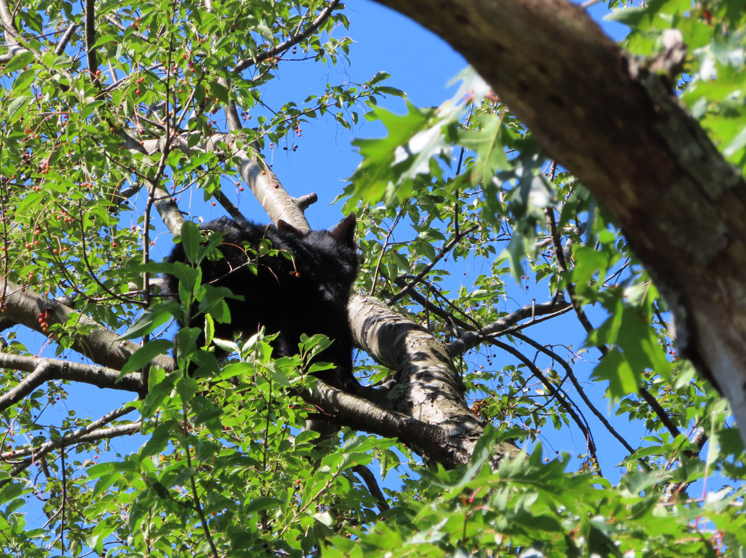 Rockefeller Memorial-大雾山国家公园必去景点