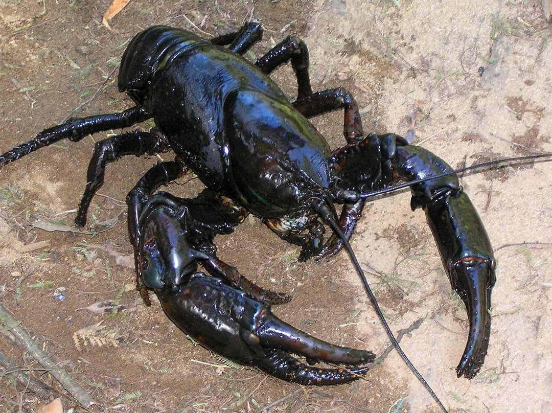 Wild Platypus (formerly All Things Wild At Burnie)-伯尼必去景点