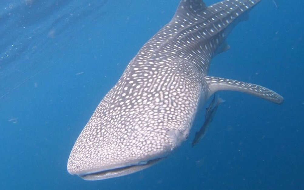 Kali Lemon Dive Resort主图