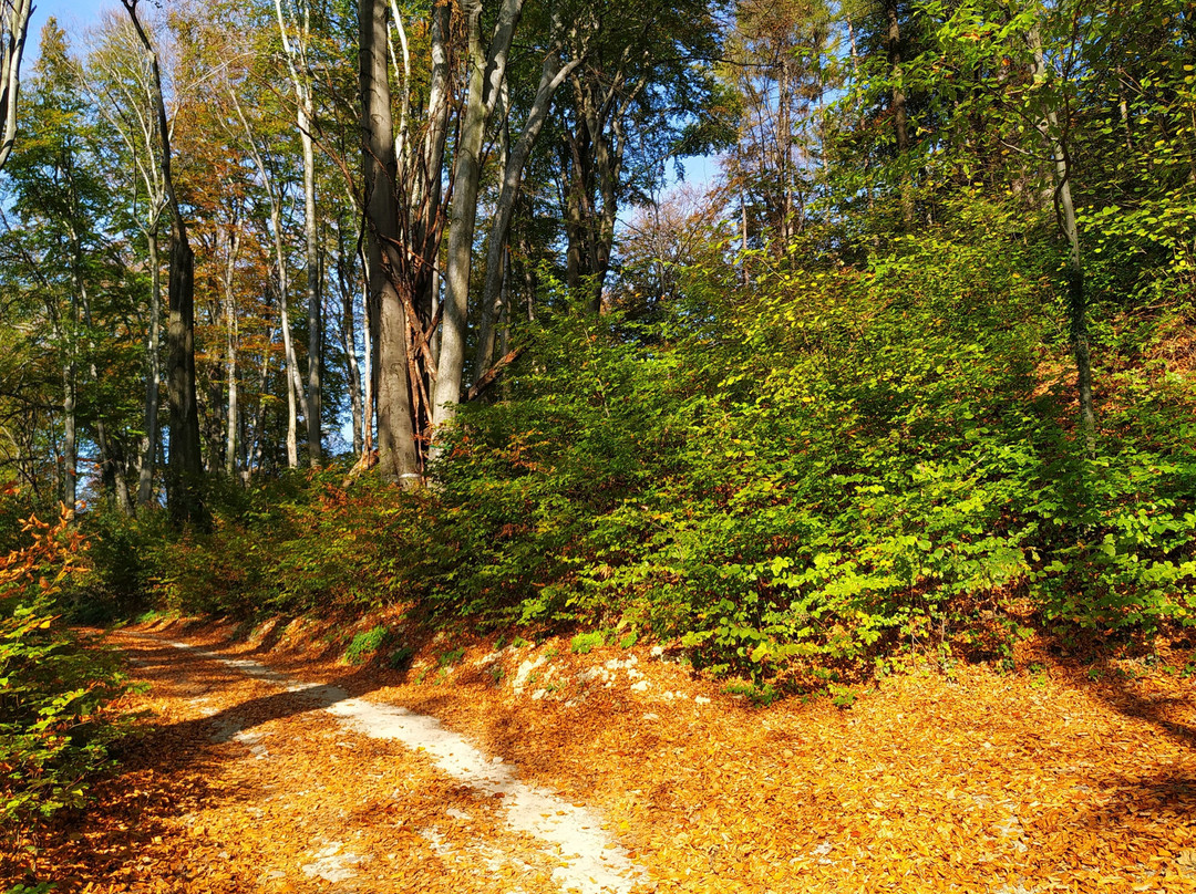 Lipowiec Nature Reserve景点图片