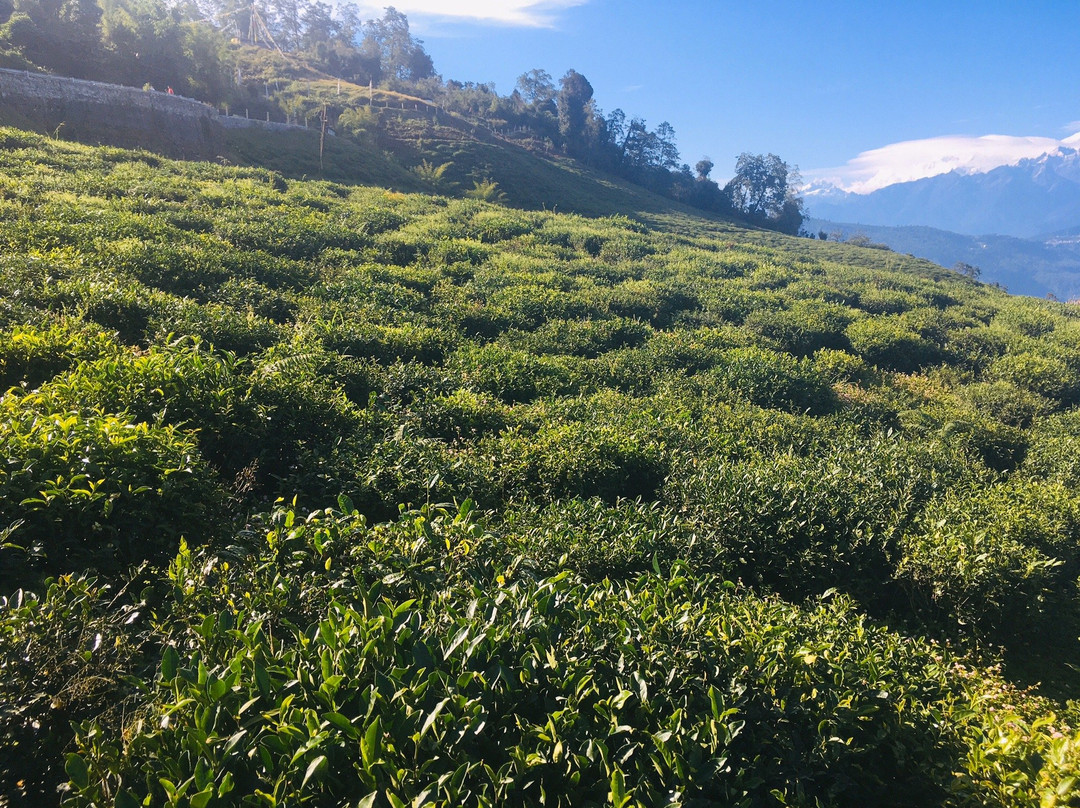 Temi Tea Garden-Temi必去景点