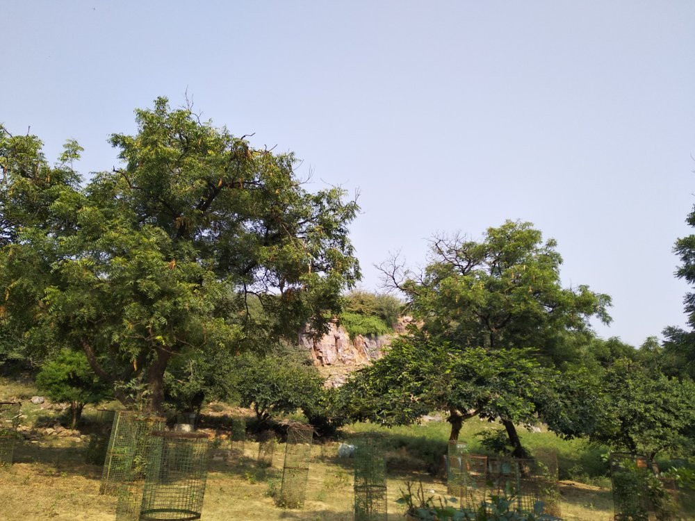 Govardhan Hill景点图片