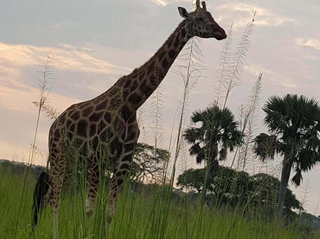 HOMESTEAD TOURS and SAFARIS IN UGANDA-Soroti必去景点