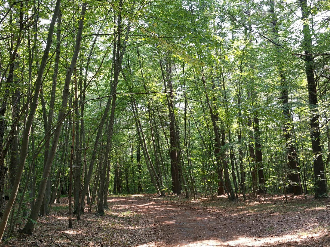 Wompatuck State Park景点图片