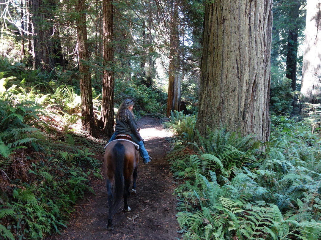 Redwood Trails Horse Rides景点图片