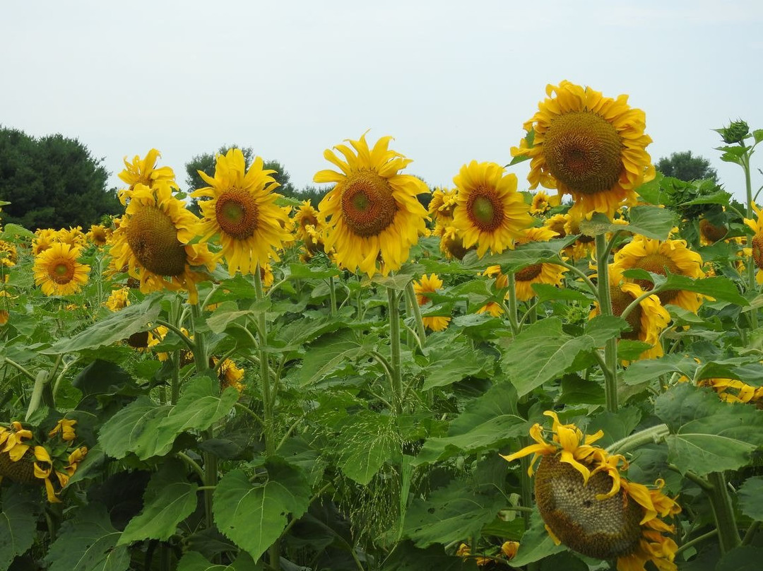 Eugster's Farm Market景点图片