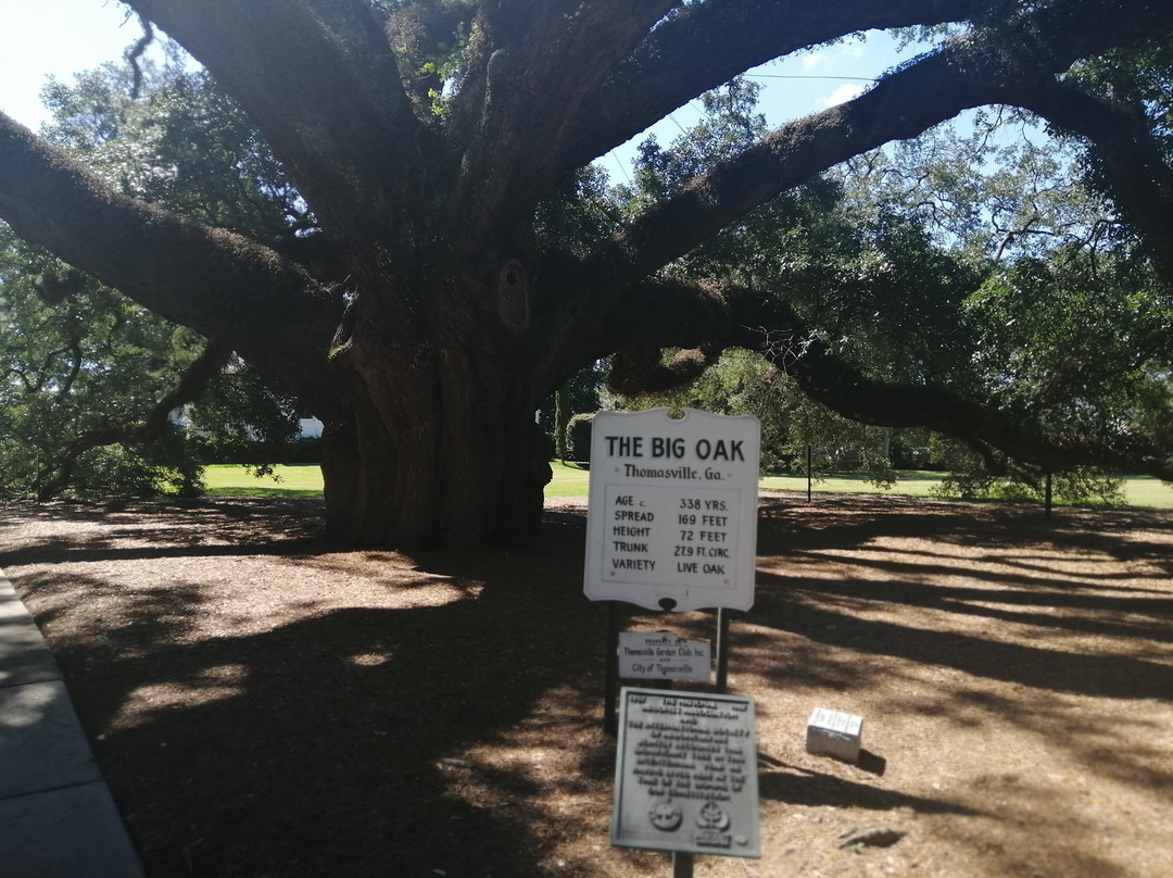 Thomasville's Historic Big Oak-Thomasville必去景点