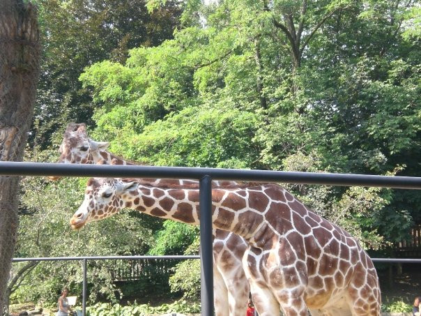 Erie Zoo景点图片