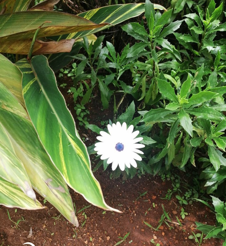 Botanical Garden景点图片