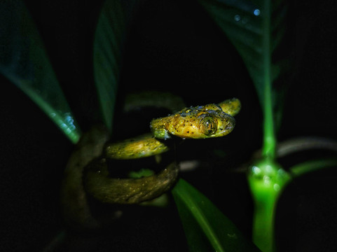 Jungle Night Tour Manuel Antonio-哥斯达黎加安东尼奥国家公园必去景点