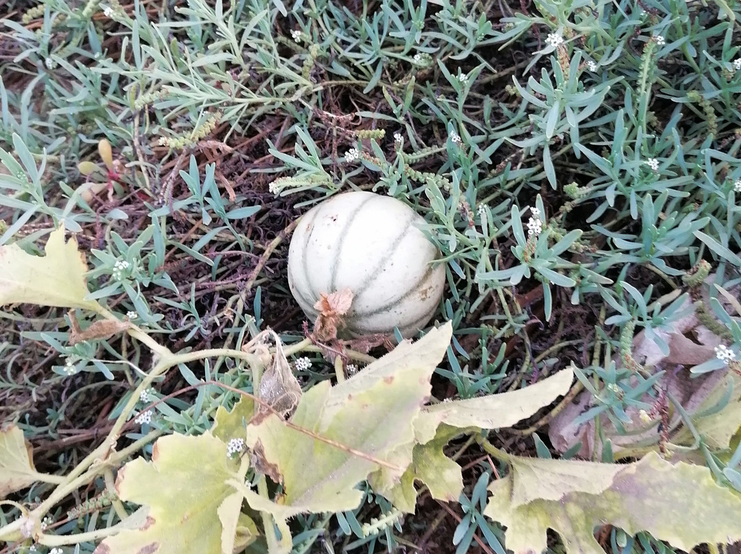 Terra Boa-Espargos必去景点