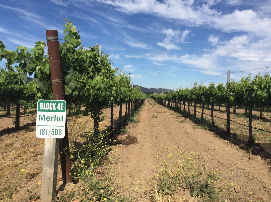 Coquelicot Estate Vineyards-洛斯奥利沃斯必去景点