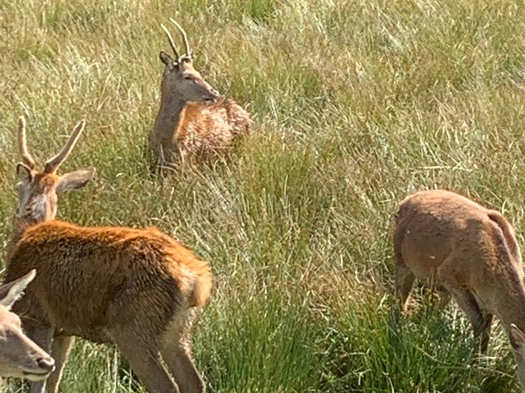 New Forest Deer Safaris-Burley必去景点