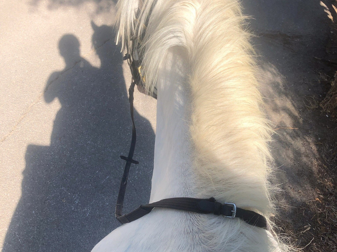 Corfu Riding Centre (Dimitris)ISSOS-Avlaki必去景点