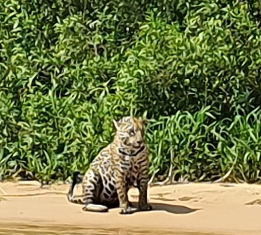 Pantanal Trackers景点图片