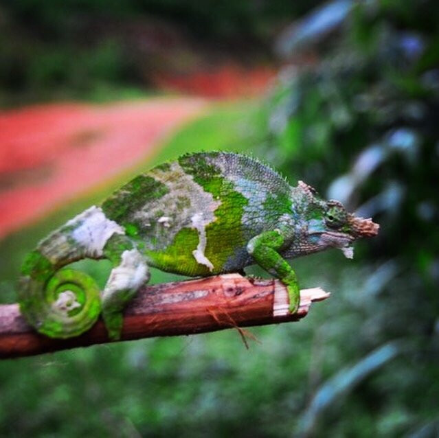 Irente Farm Lodge & Biodiversity Reserve主图