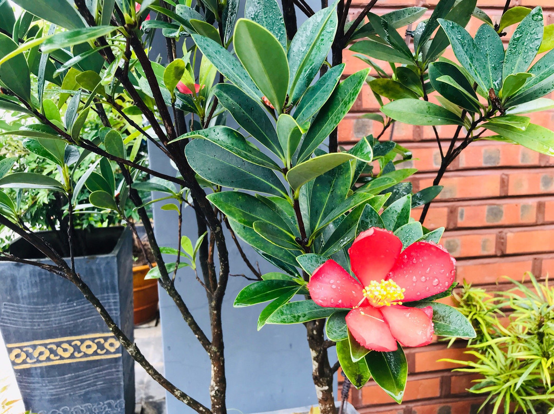 Golden Butterfly Hotel Mogok - Burmese Only主图