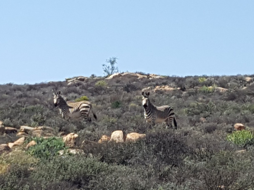 Goegap Nature Reserve-Springbok必去景点