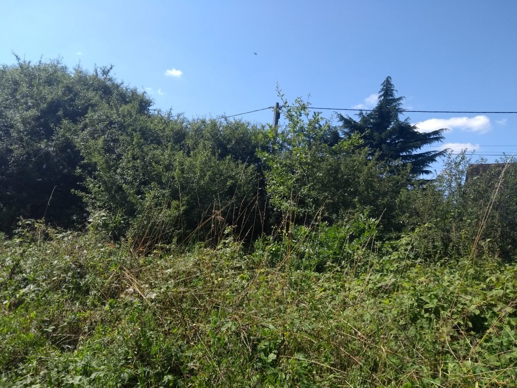 Millfield Nature Reserve景点图片
