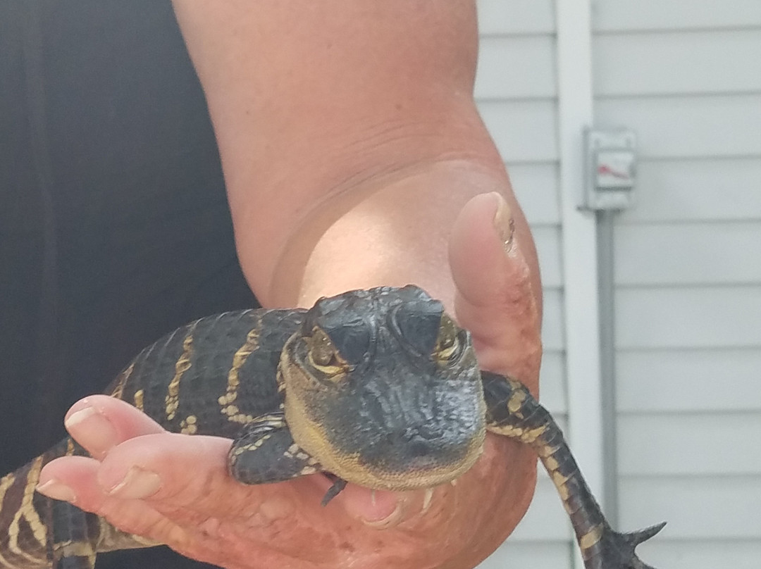 Captain Fred's Airboat Nature Tours-Lake Hamilton必去景点