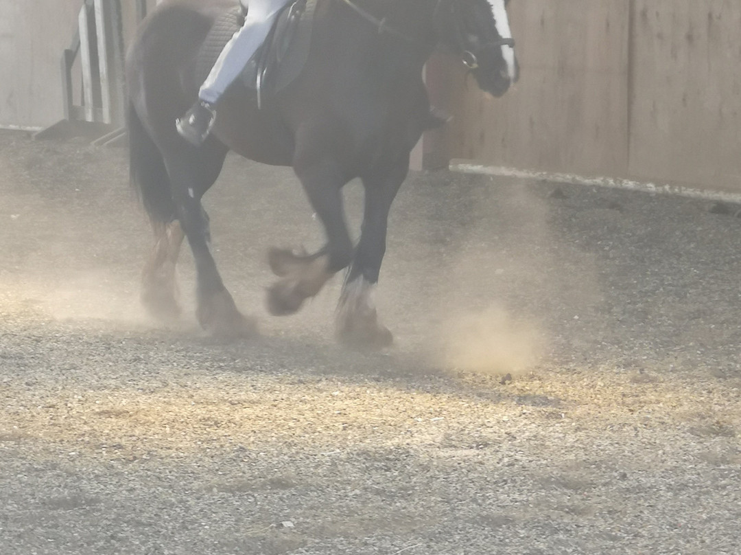 Millfield Riding School景点图片