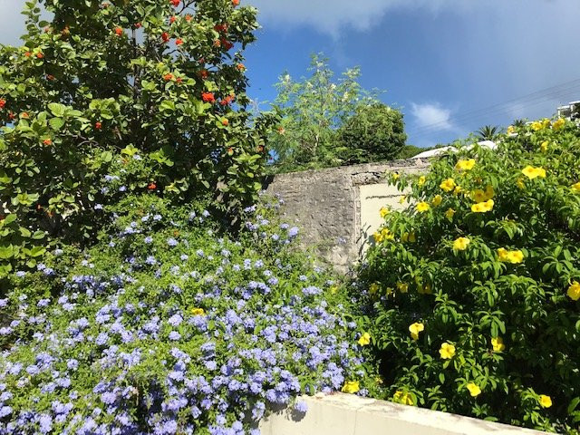Bermuda Botanical Gardens景点图片